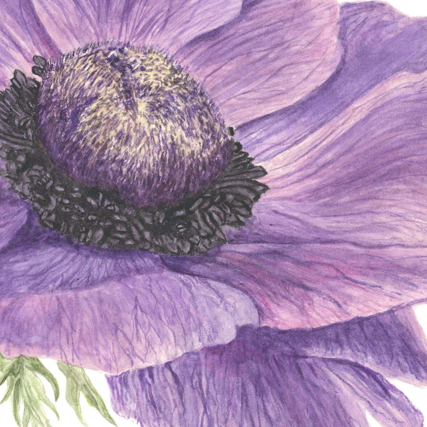 Mama's Poppy, Original, Print and Greeting Card, floral collection