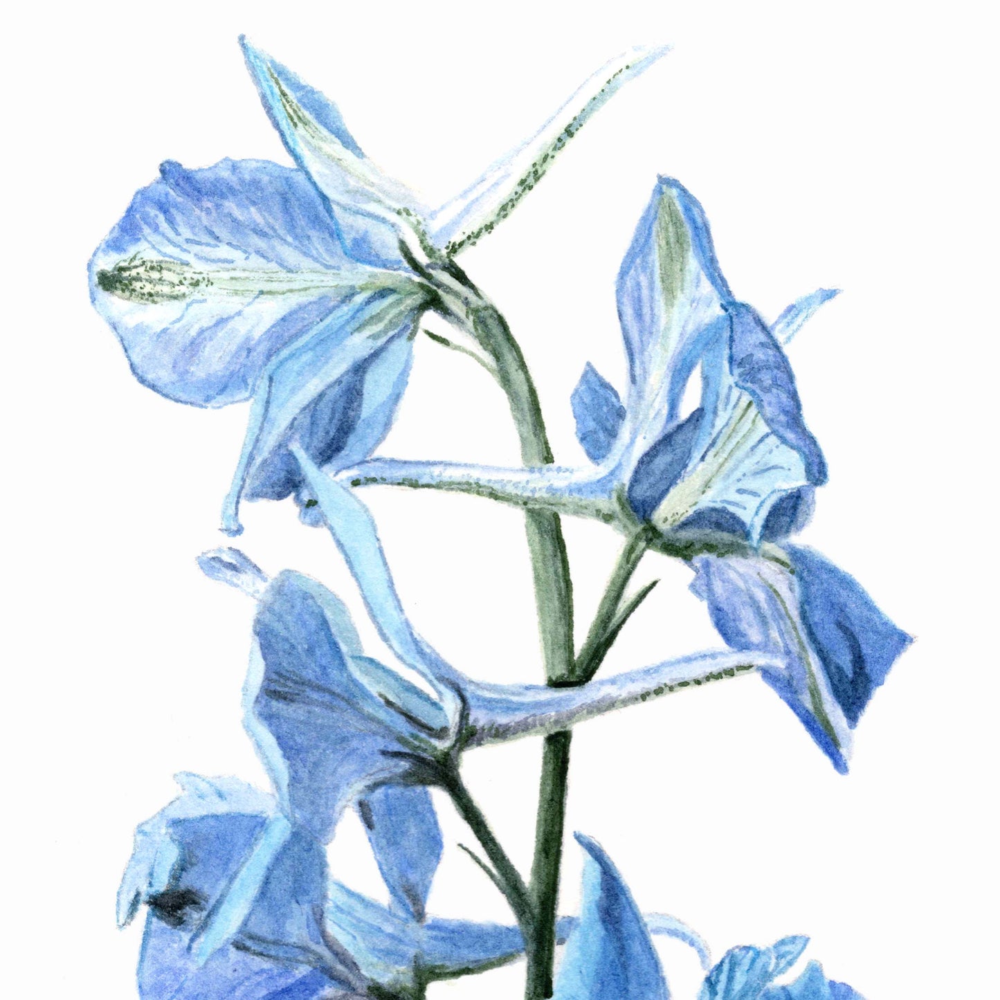 Delphinium, Print and Greeting Card,, floral collection