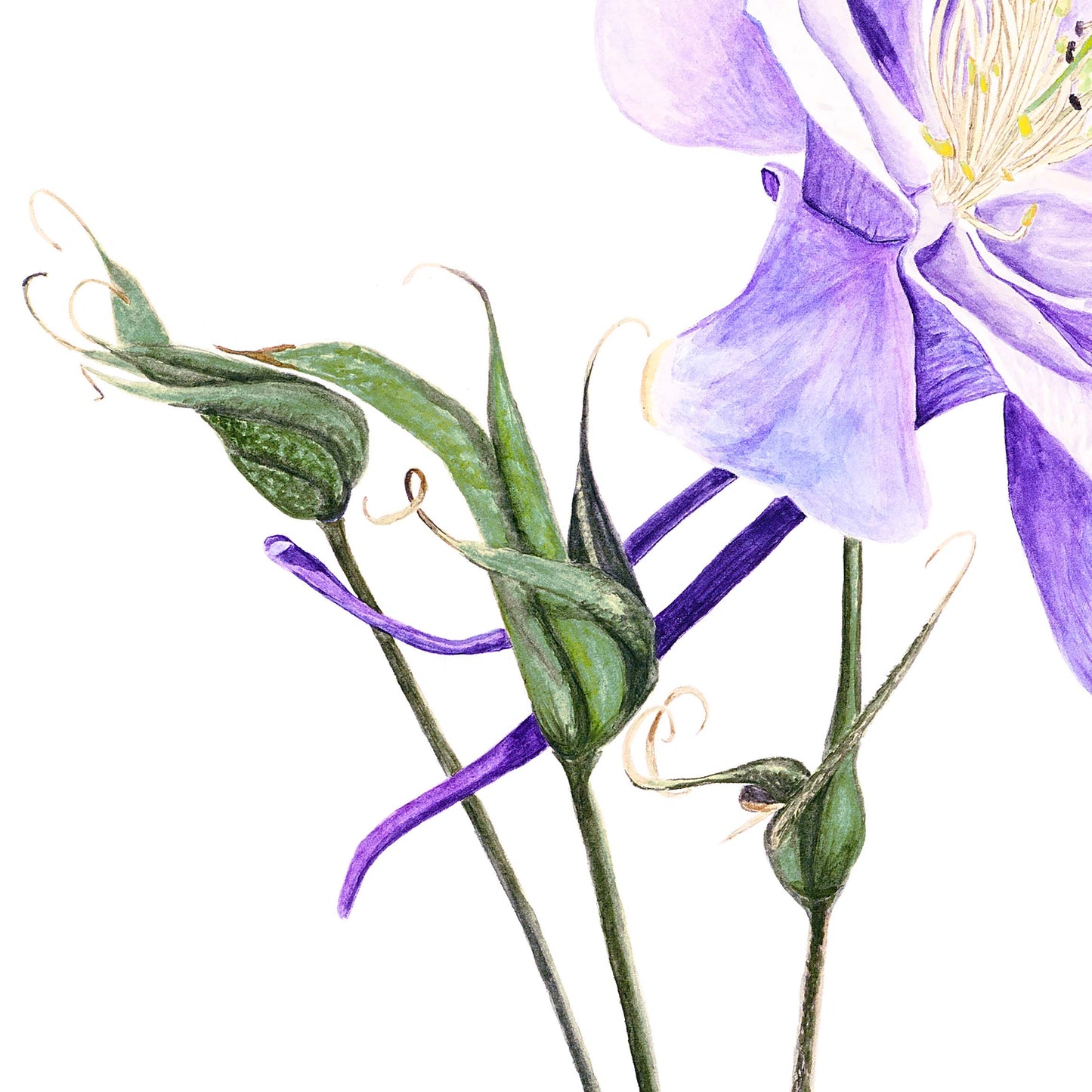 Columbine Print, and Greeting Card, Floral Collection